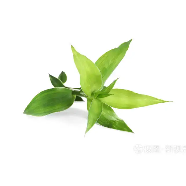 대나무 잎 추출물 분말 대나무 잎 플라보노이드 24%